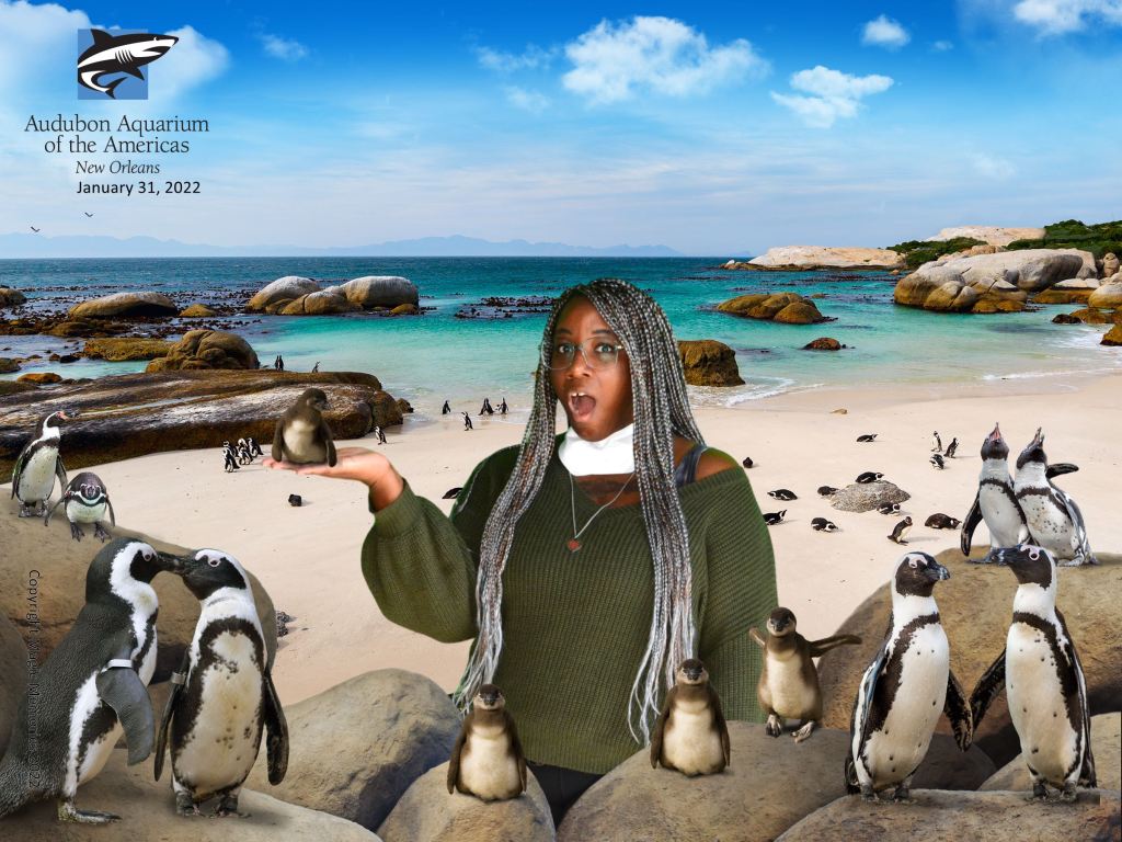 DAY FOUR- STINGRAY AND&nbsp;PENGUINS