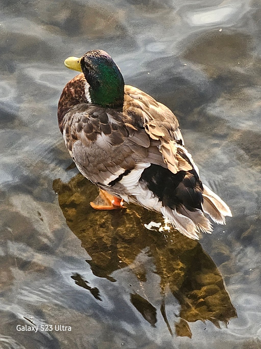 Nine Miles, Flowers, and&nbsp;Ducks