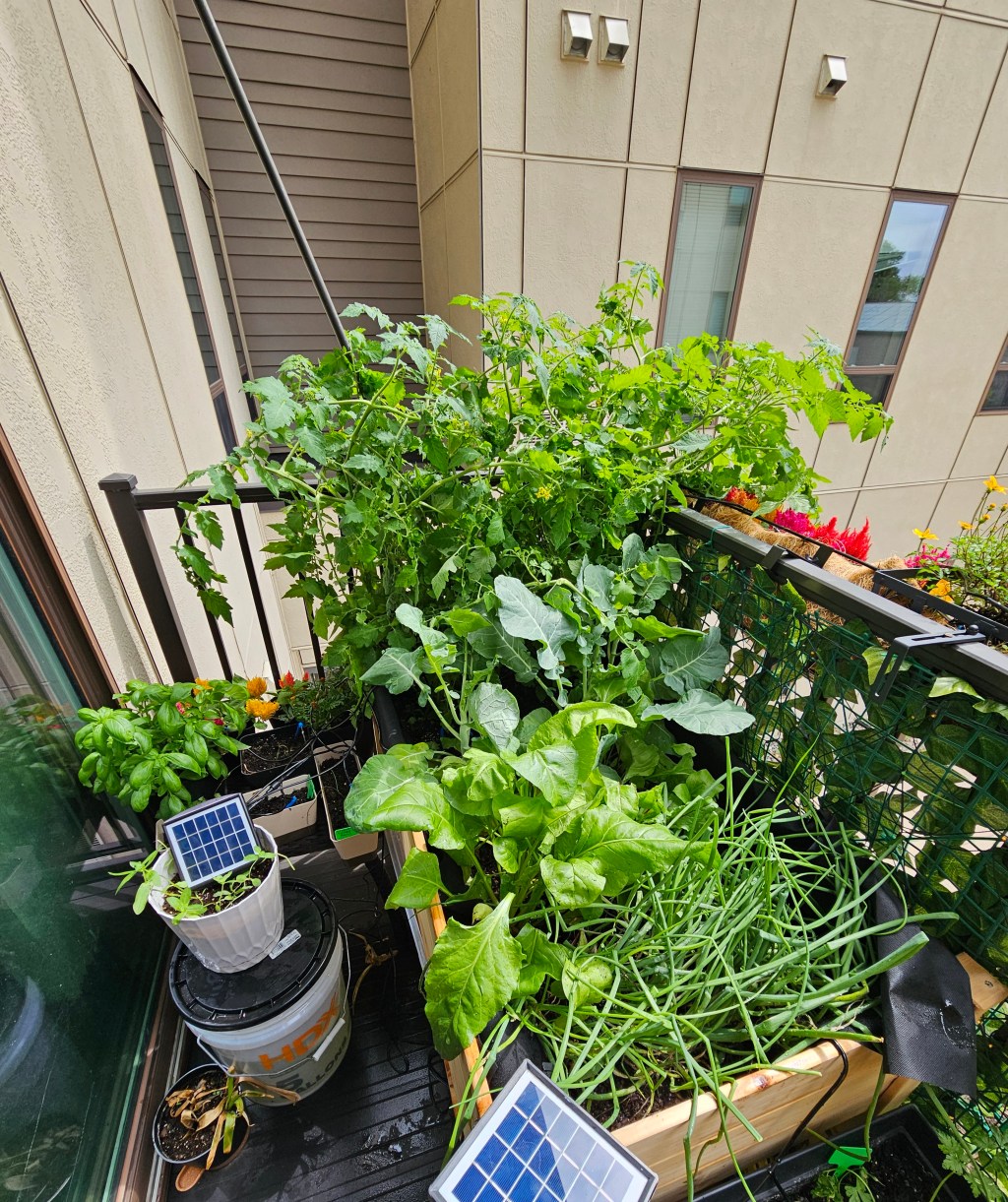 Successful Home Gardening: My Journey and&nbsp;Tips